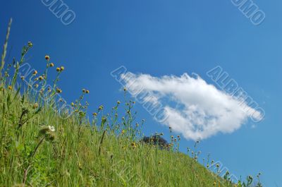 springtime meadow