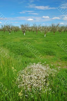 orchard in springtime