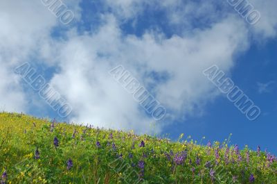 springtime meadow