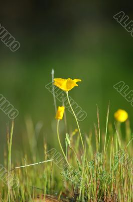 springtime meadow