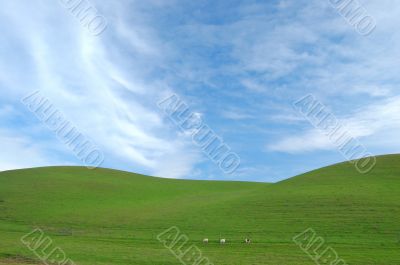 springtime field