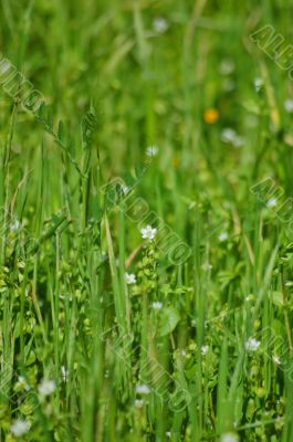 springtime meadow