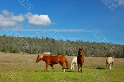 horses in a field
