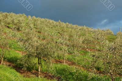 Vineyard Landscape