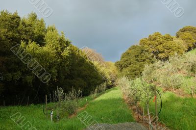 Vineyard Landscape