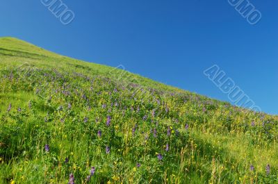 springtime meadow