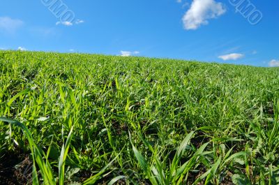 springtime field