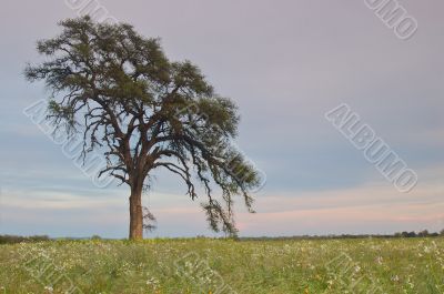 spring countryside