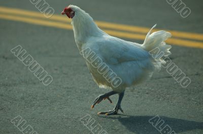 Why did the chicken cross the road?