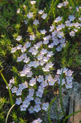 mountain wildflowers