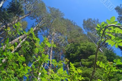 Mountain forest in spring