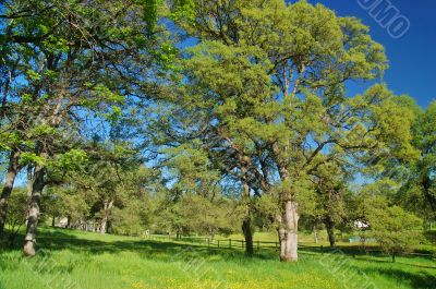 verdant spring landscape