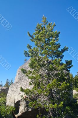 Mountain forest in spring
