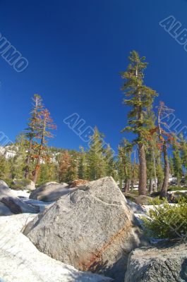 Mountain forest in spring