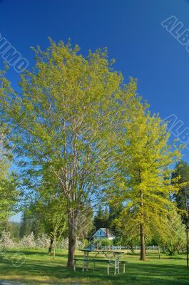 verdant spring landscape