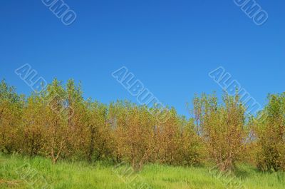 verdant spring landscape