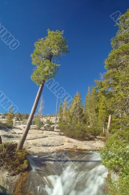 Mountain forest in spring