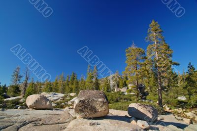 Mountain forest in spring