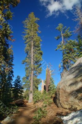 Mountain forest in spring