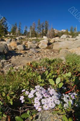 Mountain forest in spring