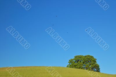 verdant spring landscape