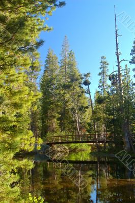 Mountain forest in spring