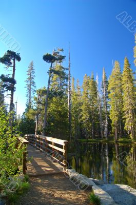 Mountain forest in spring