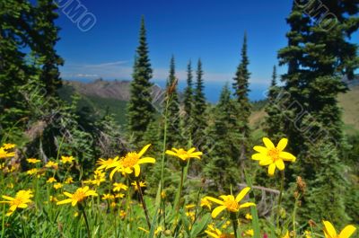 Mountain Meadow