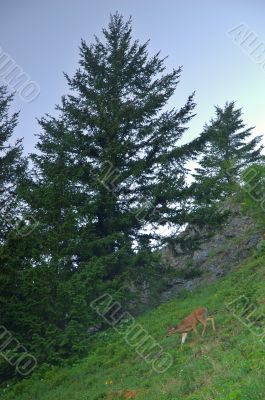 deer in the mountains