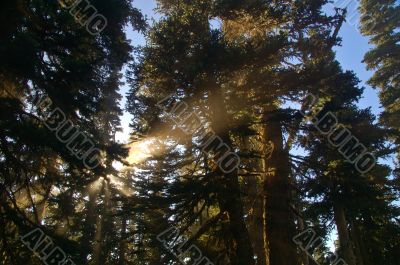 Light in the forest
