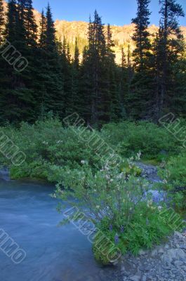 Mountain Stream