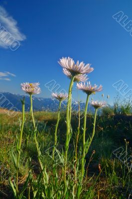 Mountain Meadow