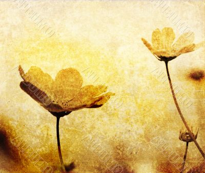 old-fashioned flower