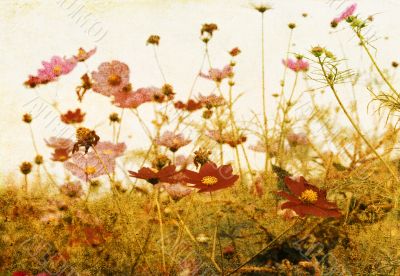 old-fashioned flower