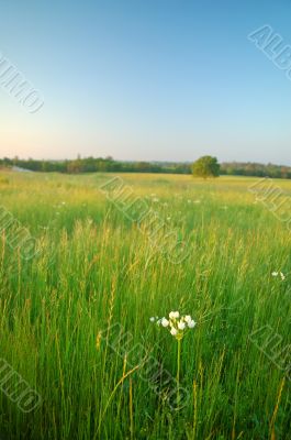 summer field
