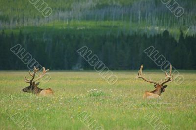 Yellowstone Elk