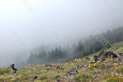 Mountain Meadow