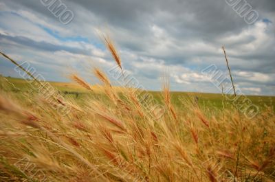 summer field