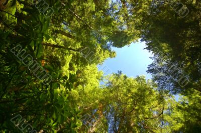 Deep in the Forest