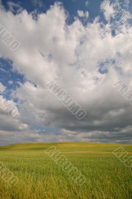 summer field