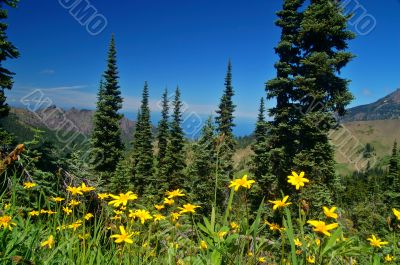 Mountain Meadow