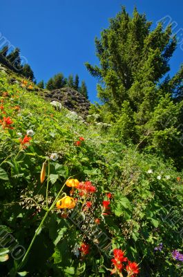 in the mountains