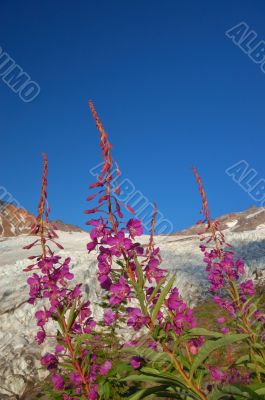 Flowers and a glacier