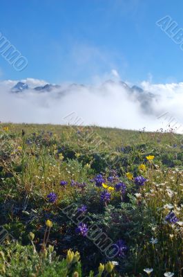 Mountain Meadow