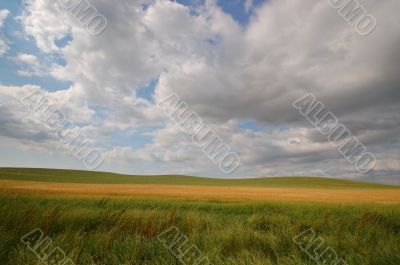 summer field