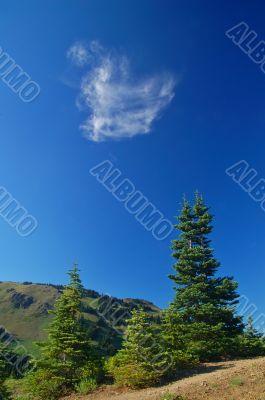 Mountain Meadow