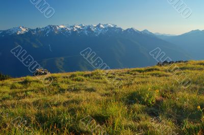 Mountain Meadow