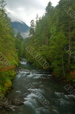 Stream in the forest