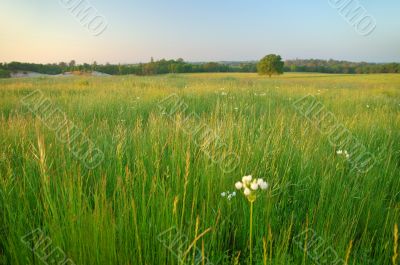 summer field