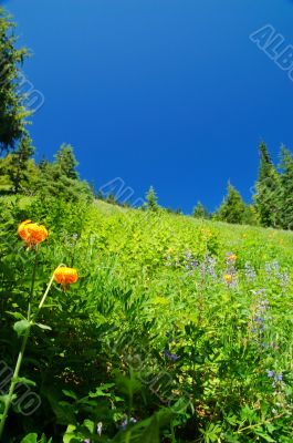 in the mountains